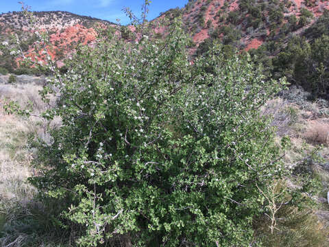 Image of Utah serviceberry