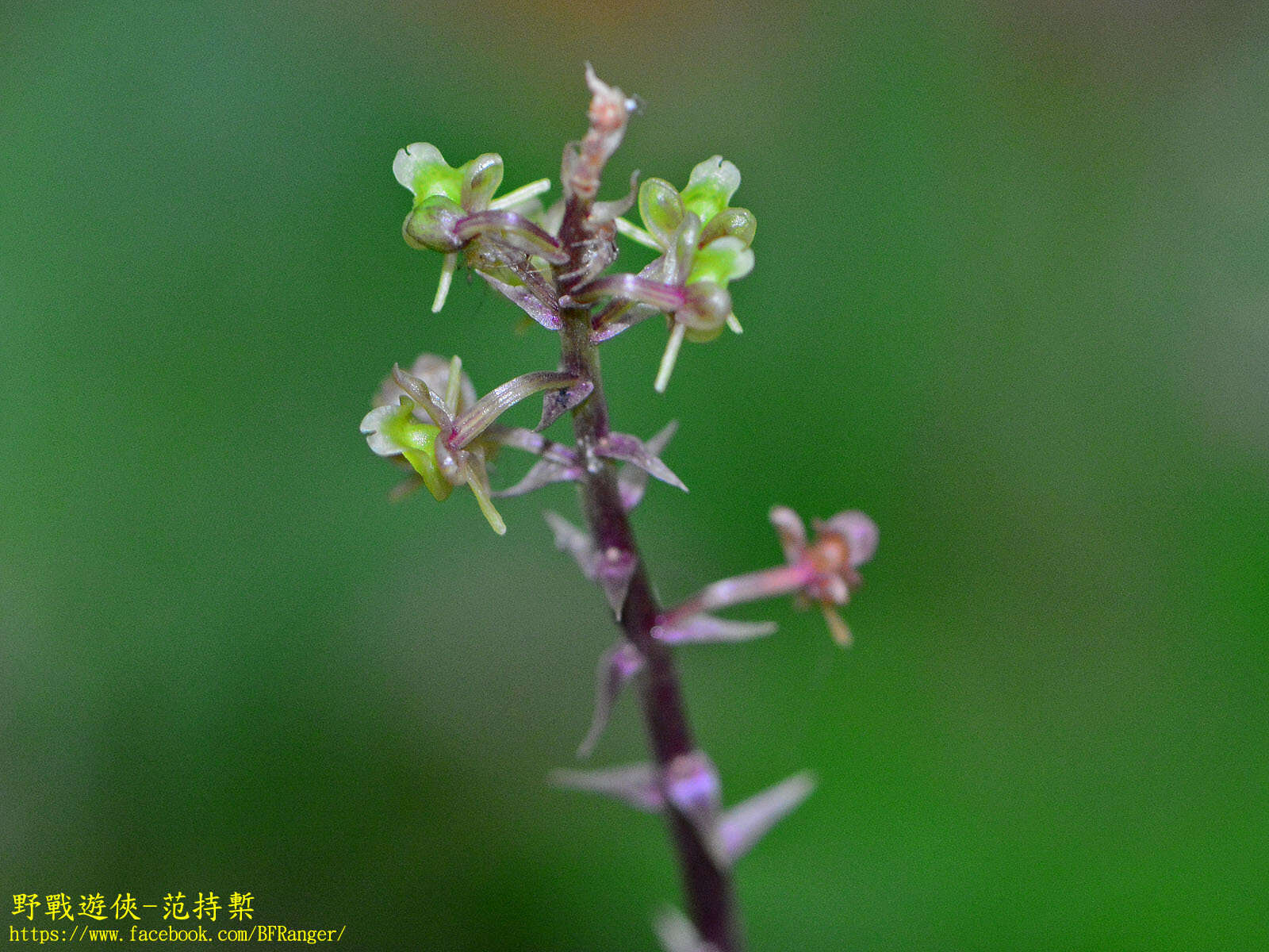 Crepidium matsudae (Yamam.) Szlach.的圖片