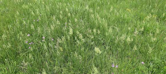 Image of Thalictrum simplex subsp. galioides (DC.) Korz.