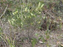 Hypocalymma angustifolium Schau. resmi