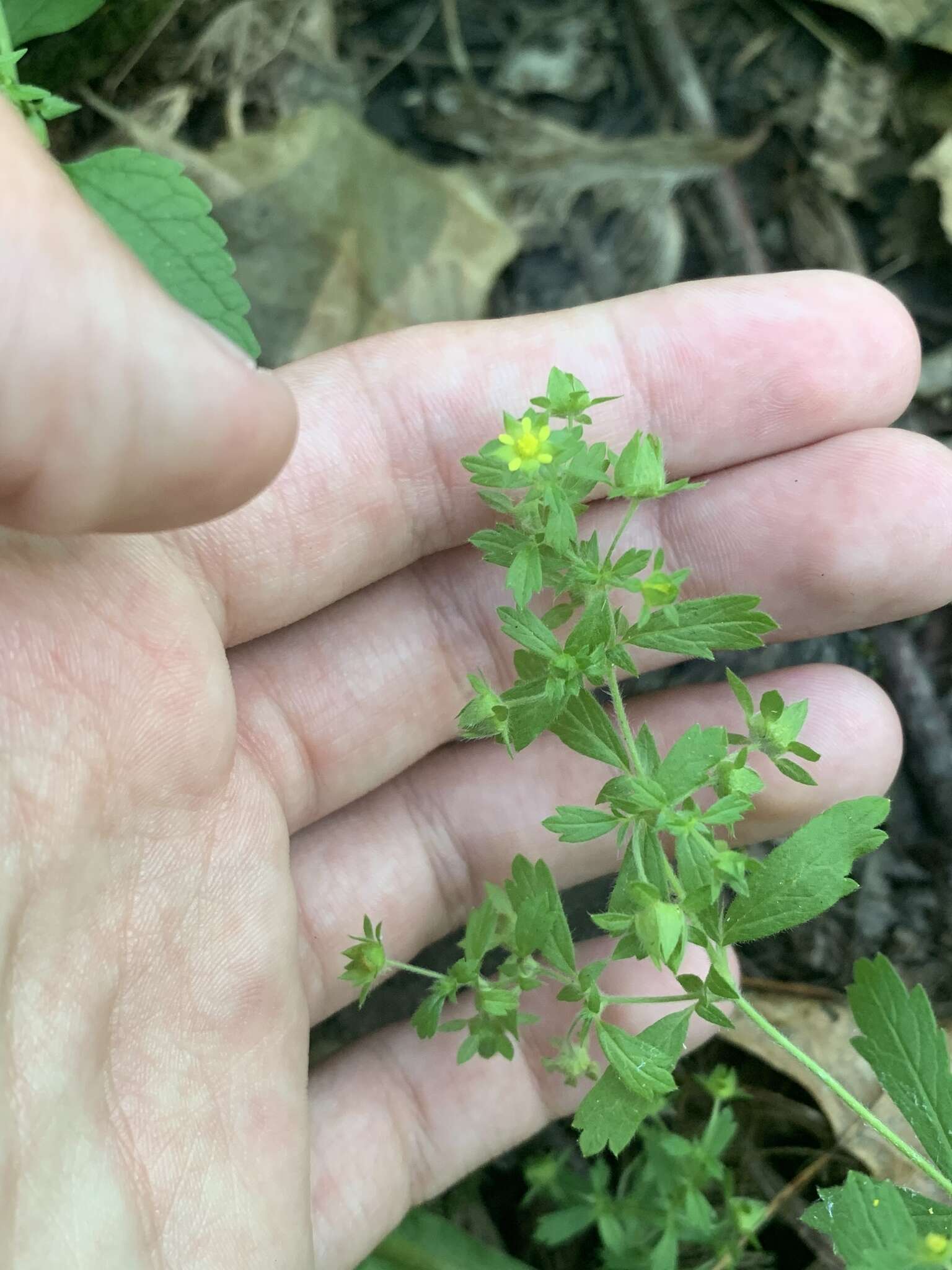 Image of brook cinquefoil