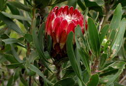 Plancia ëd Protea obtusifolia Buek ex Meissn.