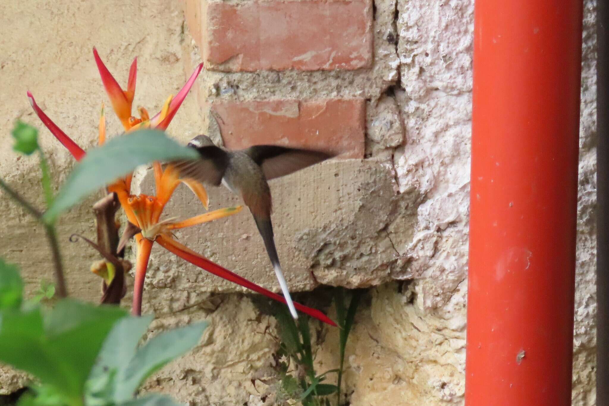 Image of Sooty-capped Hermit