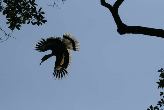 Image of Great Indian Hornbill