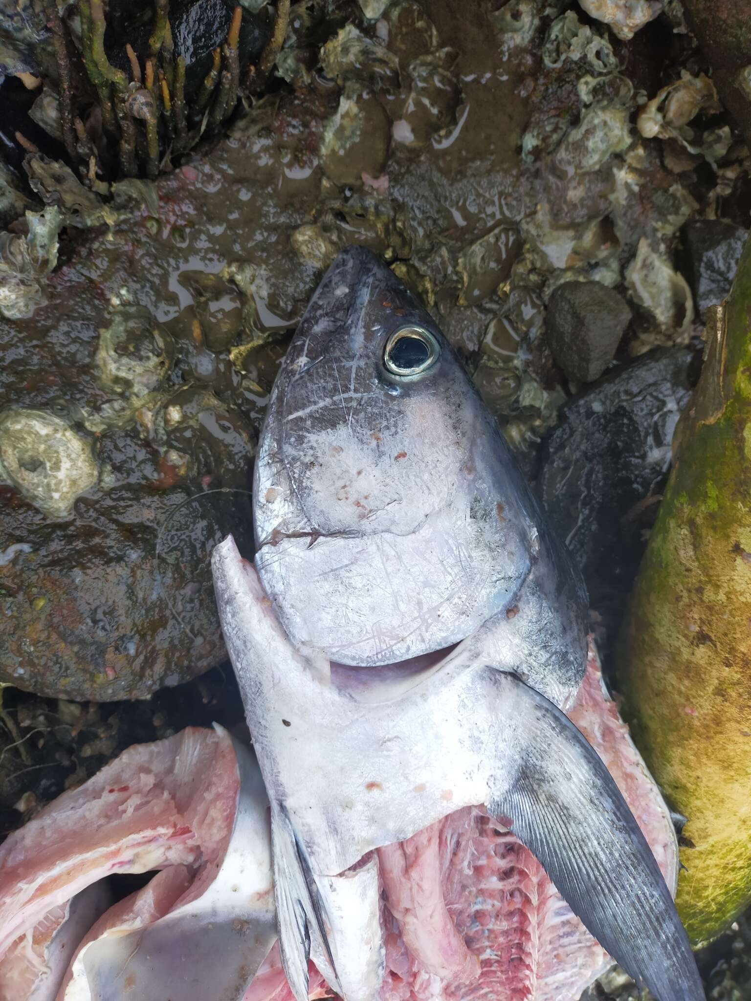 Image of Longtail Tuna