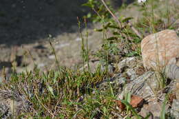 Image of Carex vaginata var. vaginata