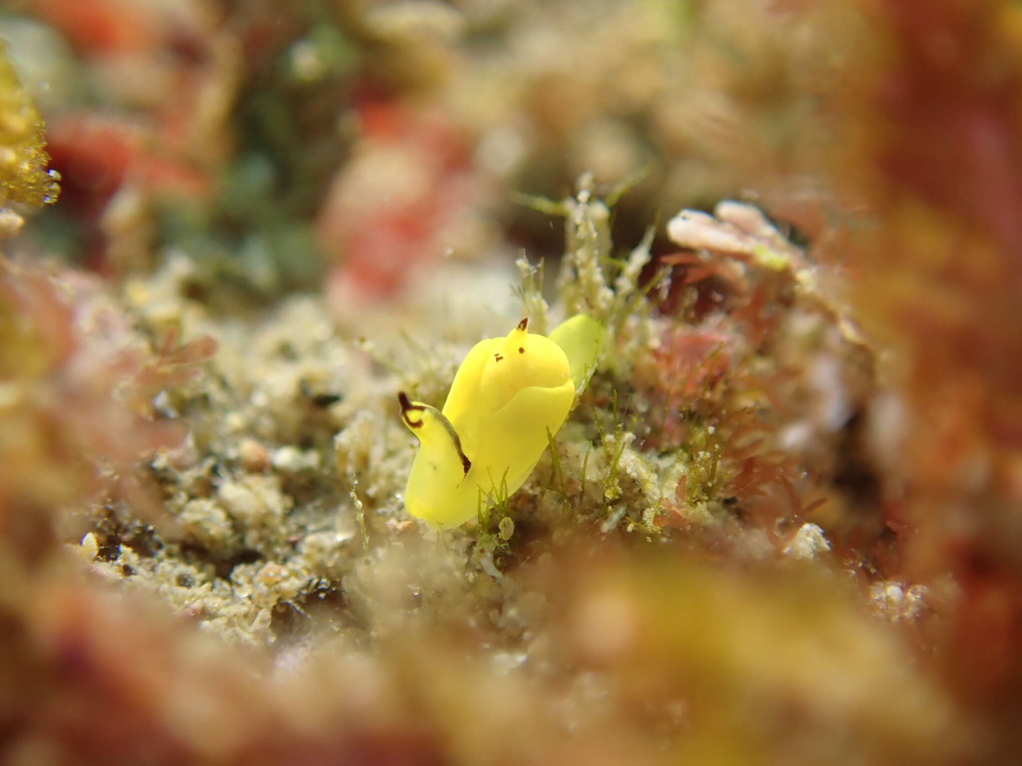 Plancia ëd Siphopteron flavum (Tokioka & Baba 1964)