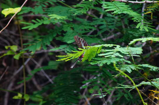 Image of Neographium