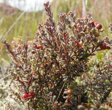 Image of Acrothamnus colensoi (Hook. fil.) Quinn