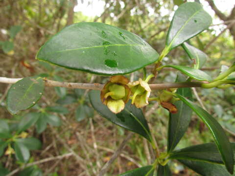 Image of Ternstroemia brasiliensis Cambess.