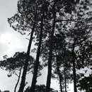 صورة Pinus tecunumanii Eguiluz & J. P. Perry