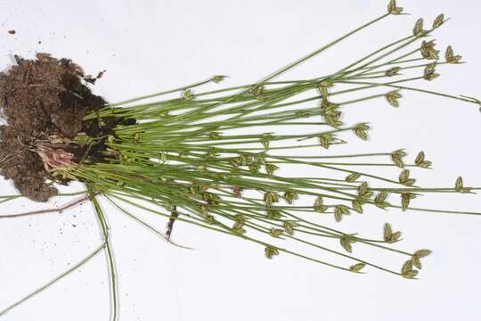 Image of Isolepis hookeriana Boeckeler