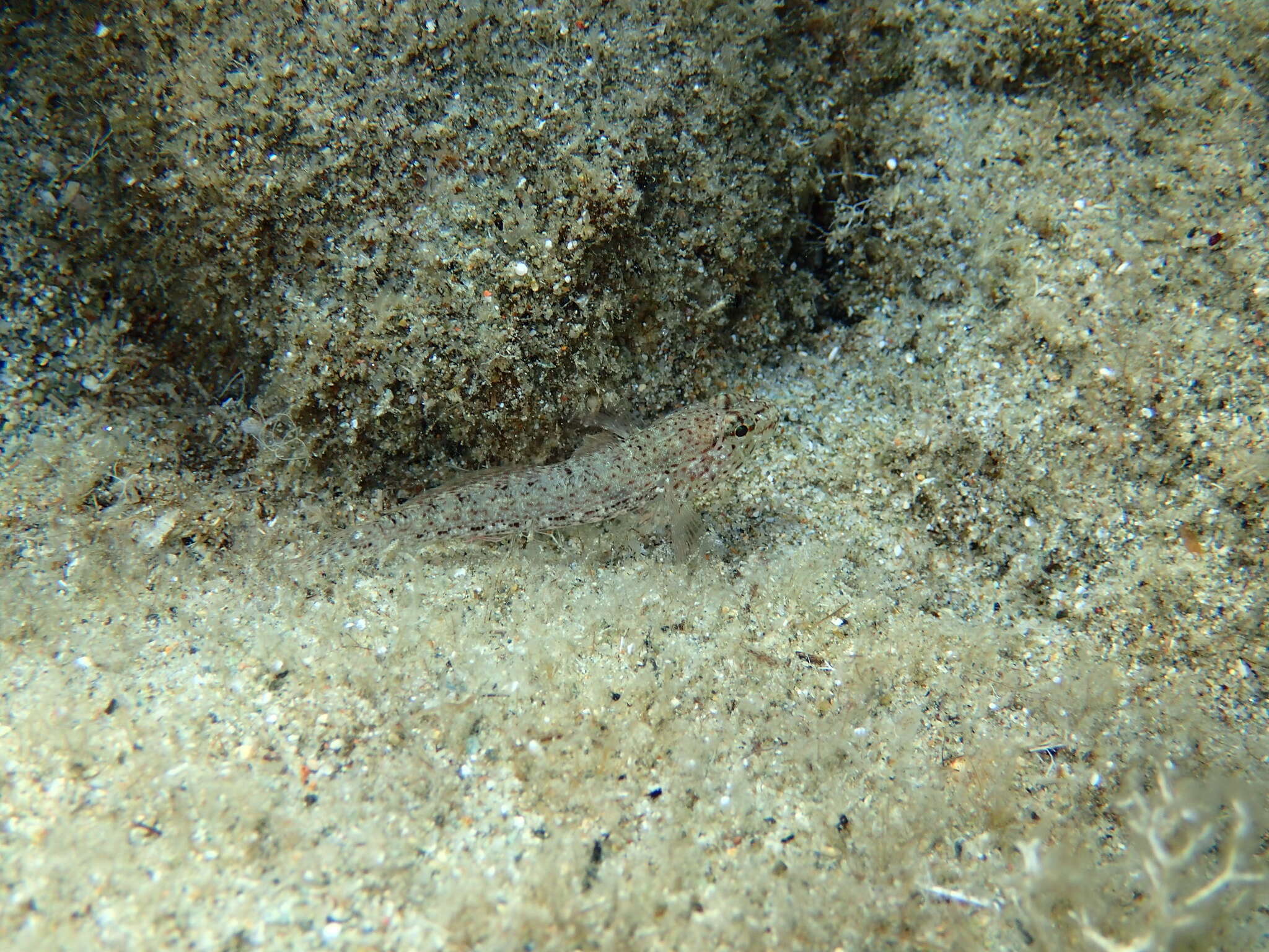 Image of Incognito Goby