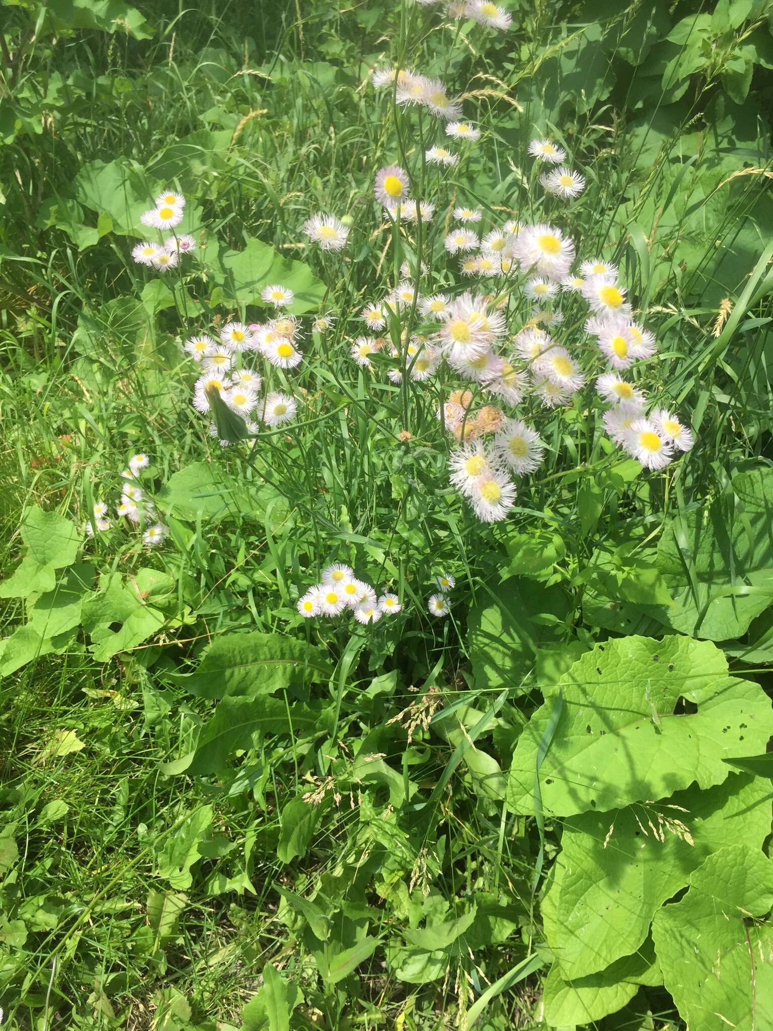 Image of Erigeron philadelphicus var. philadelphicus