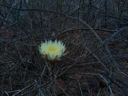 Image de Peniocereus striatus (Brandegee) Buxb.