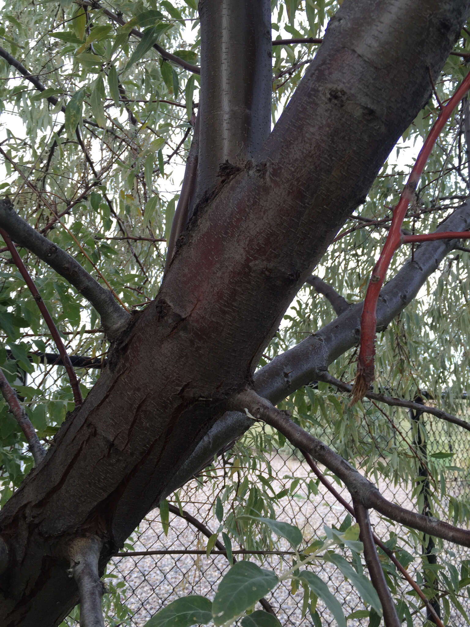 Image of Russian olive