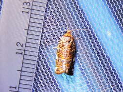 Image of Fruit-Tree Leafroller Moth