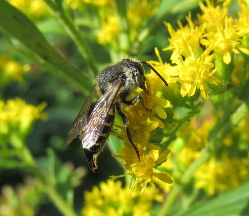 Imagem de Coelioxys alatus Förster 1853