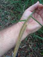 Image of Common bristle grass