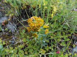 Imagem de Euphorbia iberica Boiss.