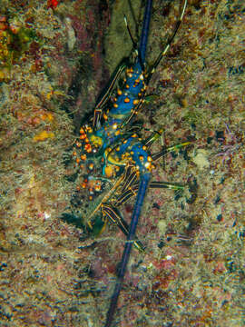 Image of Pinto lobster