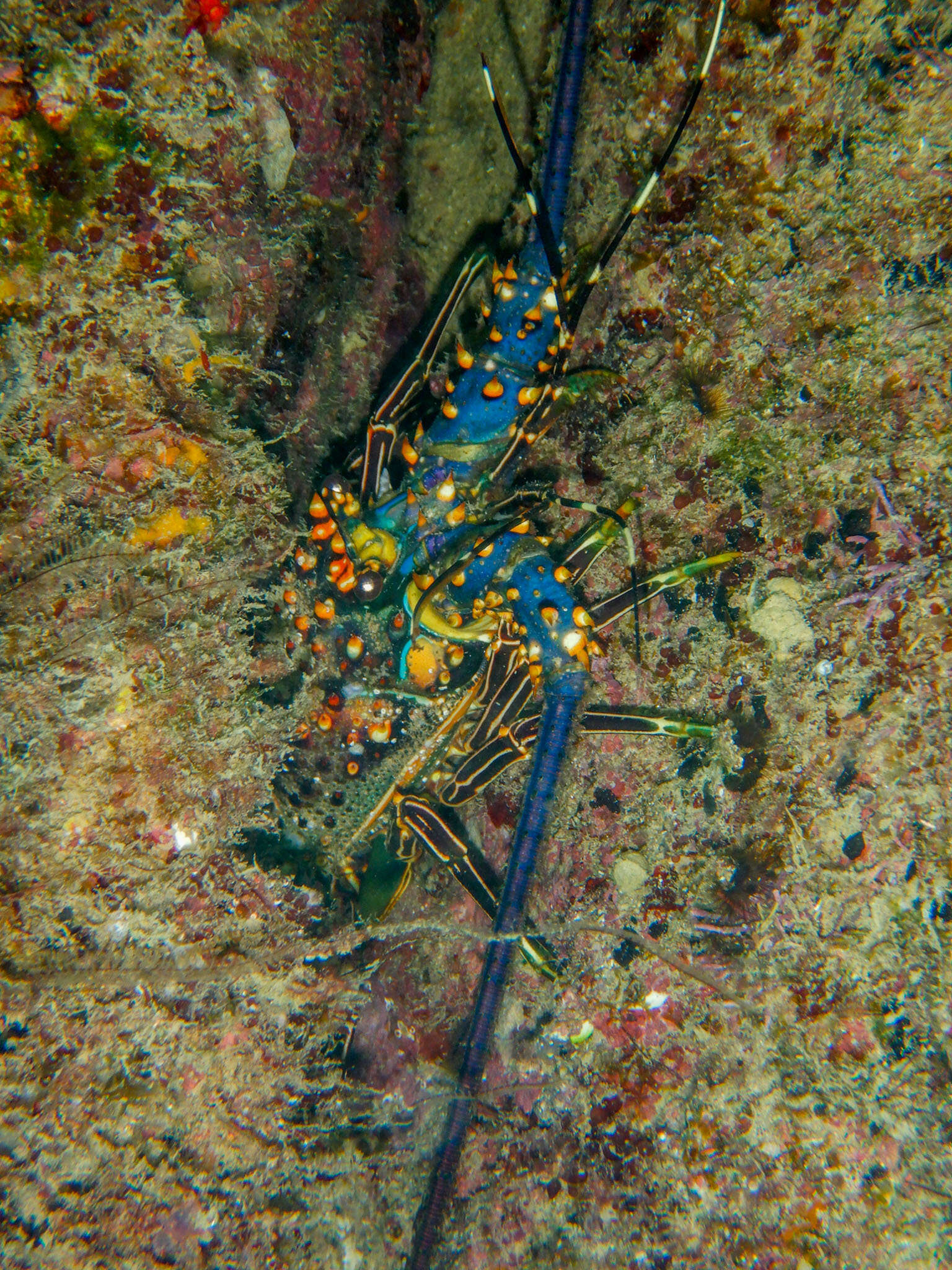 Image of Pinto lobster