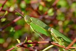 Image of New Zealand mantis