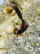 Image of Master Blister Beetle