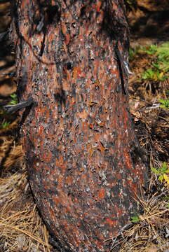 Image of Baker Cypress