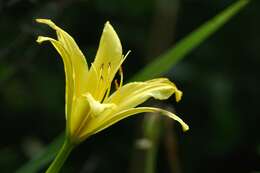 Image de Hemerocallis citrina Baroni