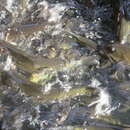 Image of Greater brook carp