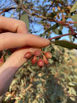 صورة Eucalyptus drummondii Benth.