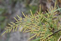 Plancia ëd Onychium siliculosum (Desv.) C. Chr.