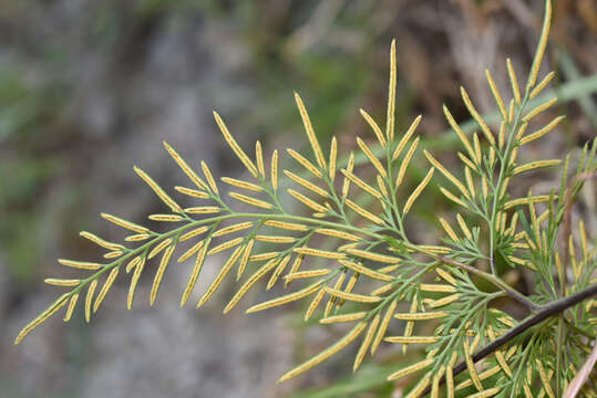 Image of Onychium siliculosum (Desv.) C. Chr.