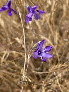 Image of Conanthera trimaculata (D. Don) F. Meigen