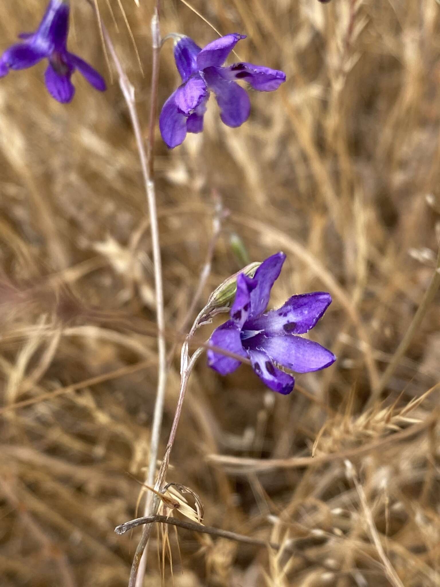 Image of Conanthera trimaculata (D. Don) F. Meigen