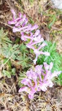 Image of Corydalis solida subsp. incisa Lidén