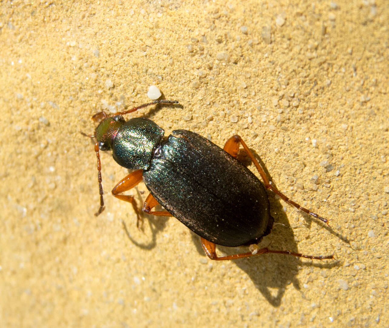 Image of Chlaenius (Trichochlaenius) aeneocephalus Dejean 1826