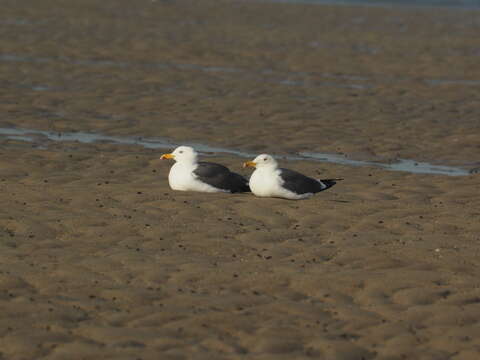 Image de Larus fuscus heuglini Bree 1876