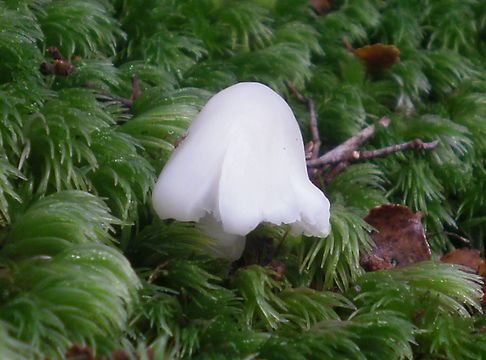 Image of <i>Humidicutis mavis</i> (G. Stev.) A. M. Young 2005
