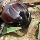 Image of Rice cockchafer