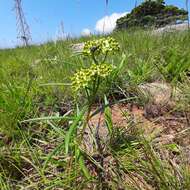 Image de Xysmalobium involucratum (E. Mey.) Decne.