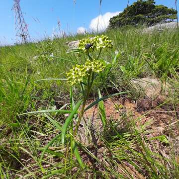 Image of Xysmalobium involucratum (E. Mey.) Decne.