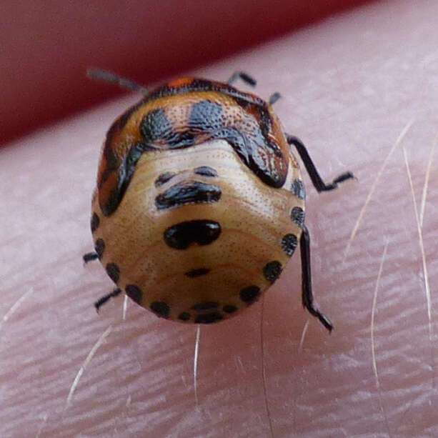 Image of Twice-stabbed Stink Bug