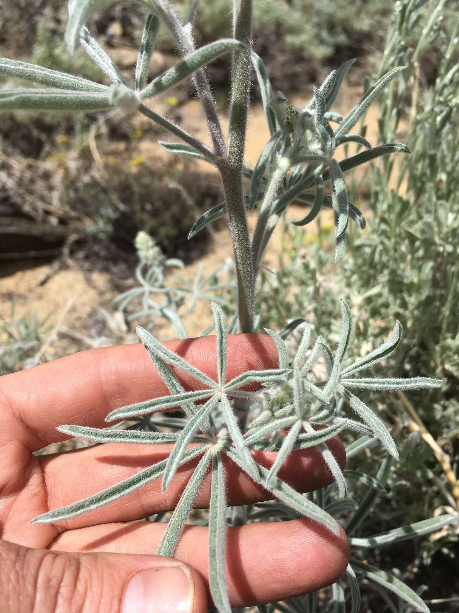 Image of Dedecker lupine