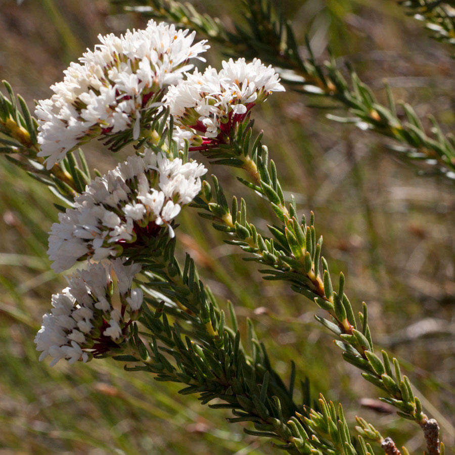 Image of Agathosma bifida (Jacq.) Bartl. & Wendl. fil.