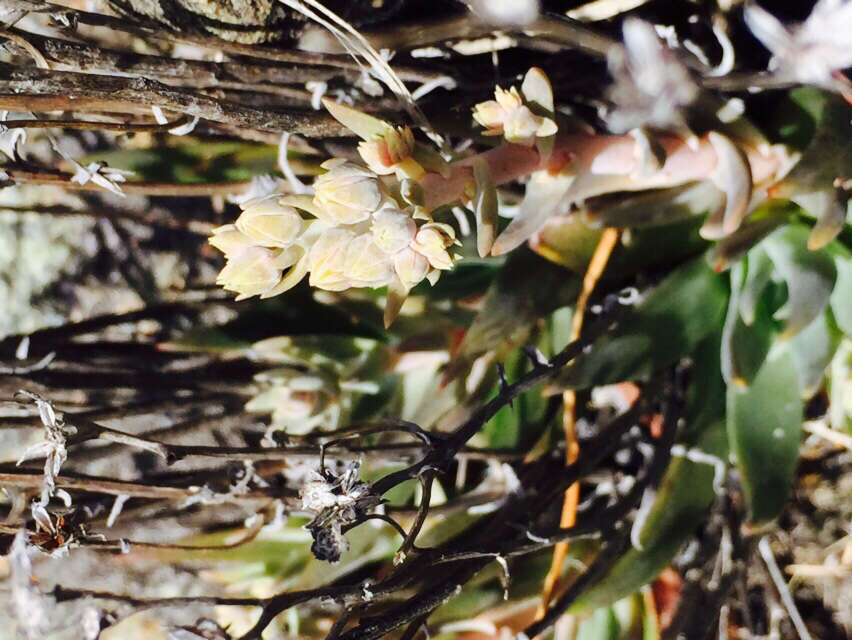 Imagem de Dudleya abramsii subsp. setchellii (Jeps.) Moran