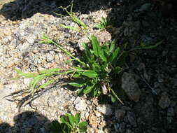 صورة Borodinia macrophylla (Turcz.) O. E. Schulz