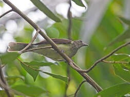 Image of Thescelocichla Oberholser 1905