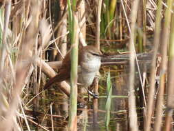 Image of Lesser Swamp Warbler